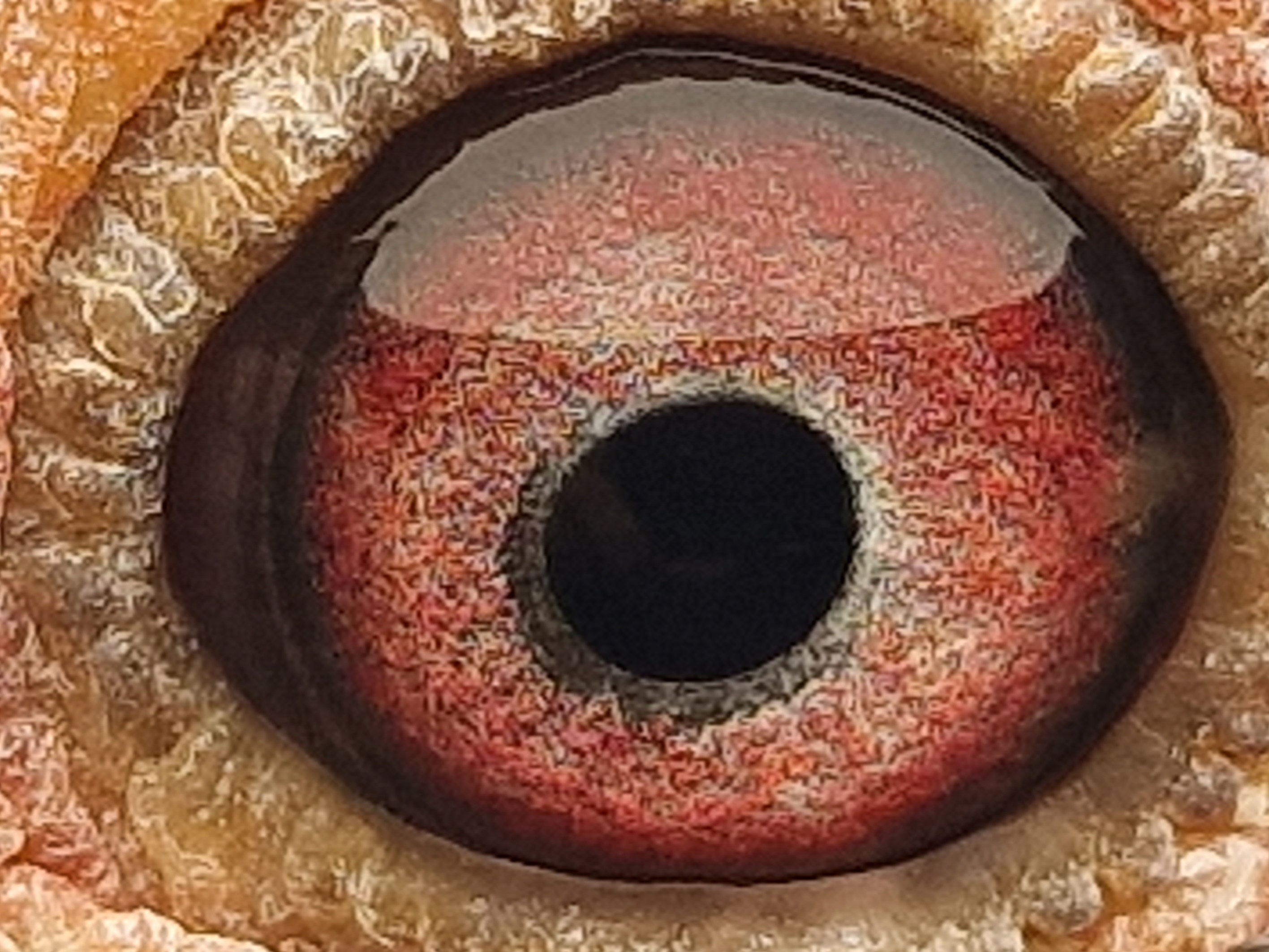 Pigeon eye